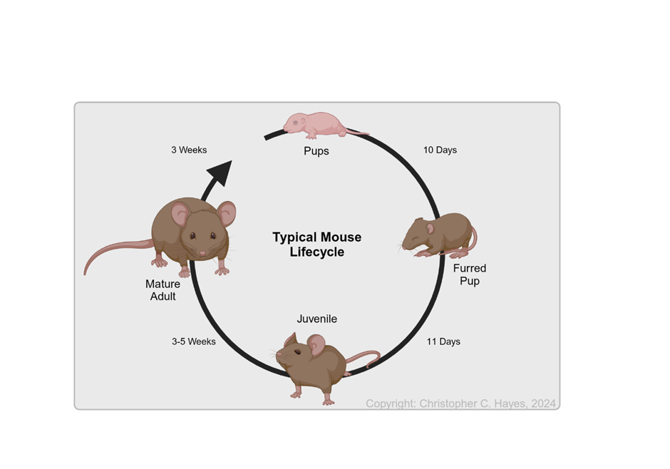 Mouse Life Cycle