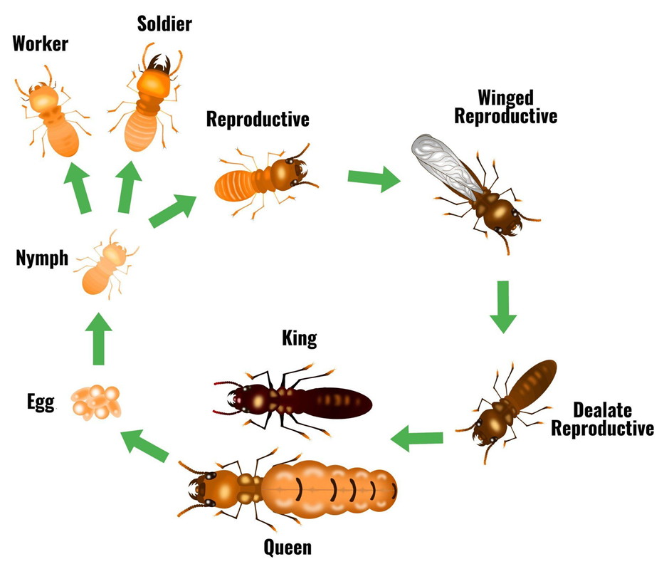 Termite Life Cycle