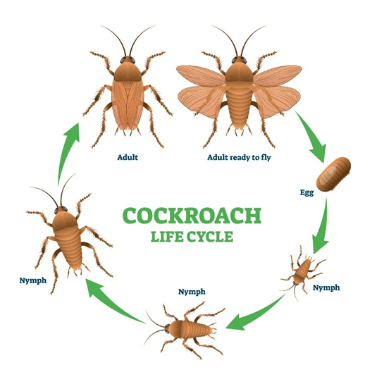 Cockroach Life Cycle
